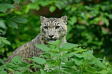 《暗黑破坏神2：重制版》NS版截图 画面效果还不错